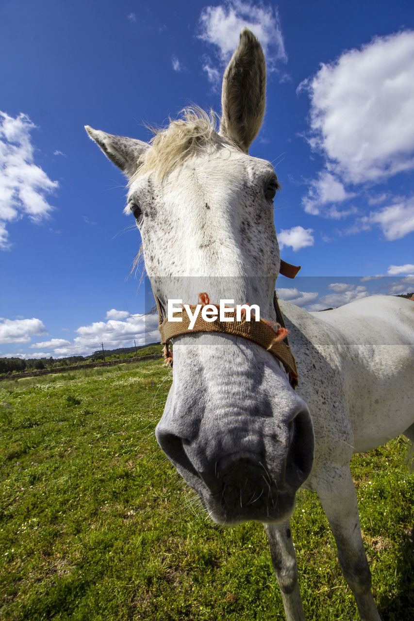 Close-up of donkey on field against sky