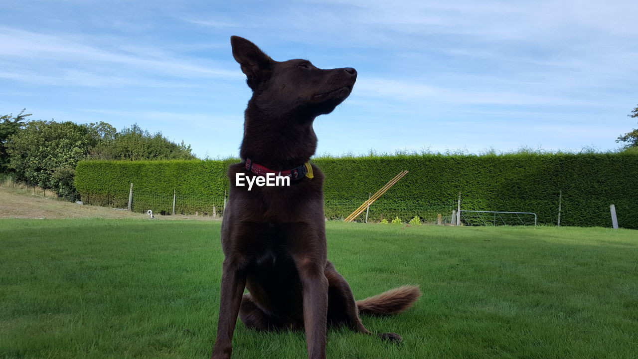 Dog sitting on field against sky