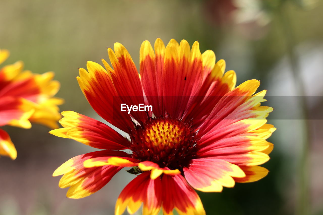 Close-up of flower against blurred background