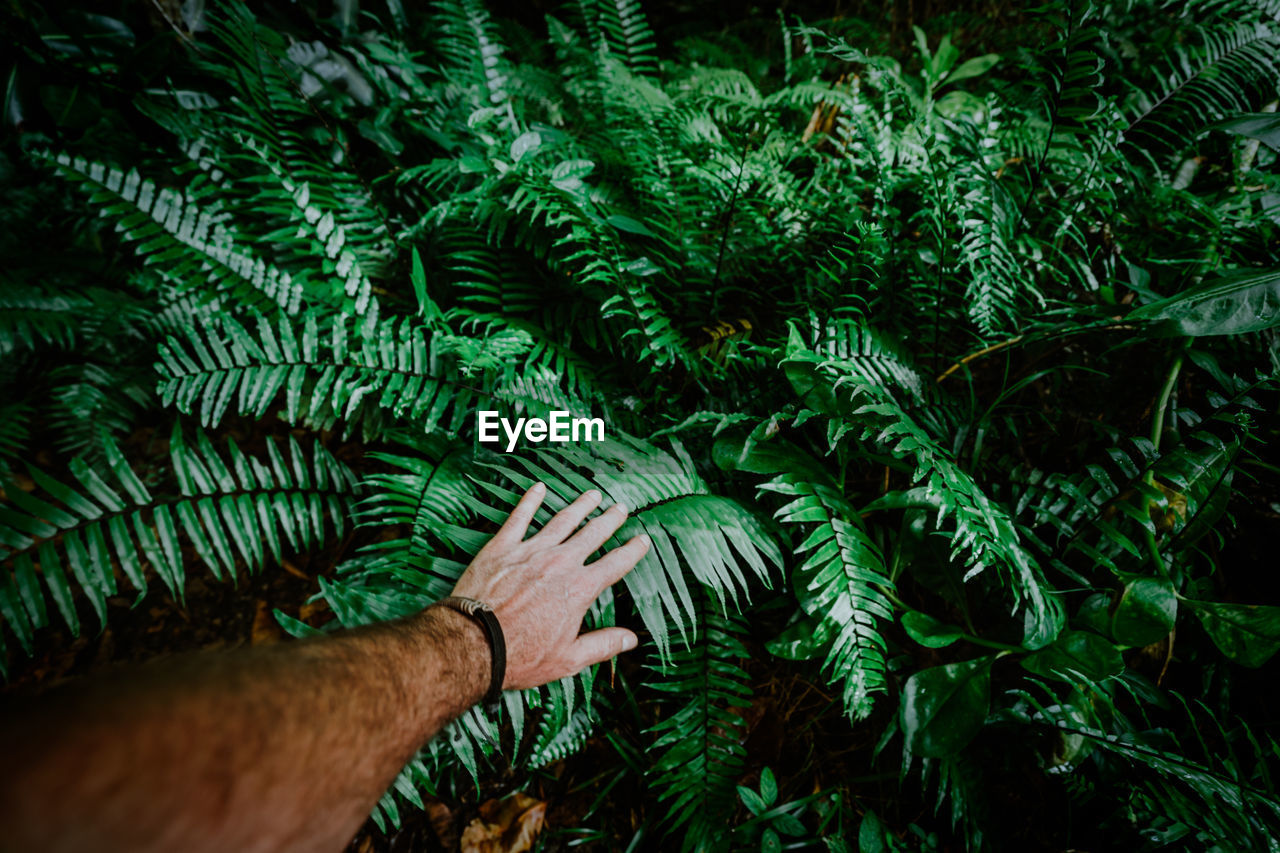 Close-up of man touching plants