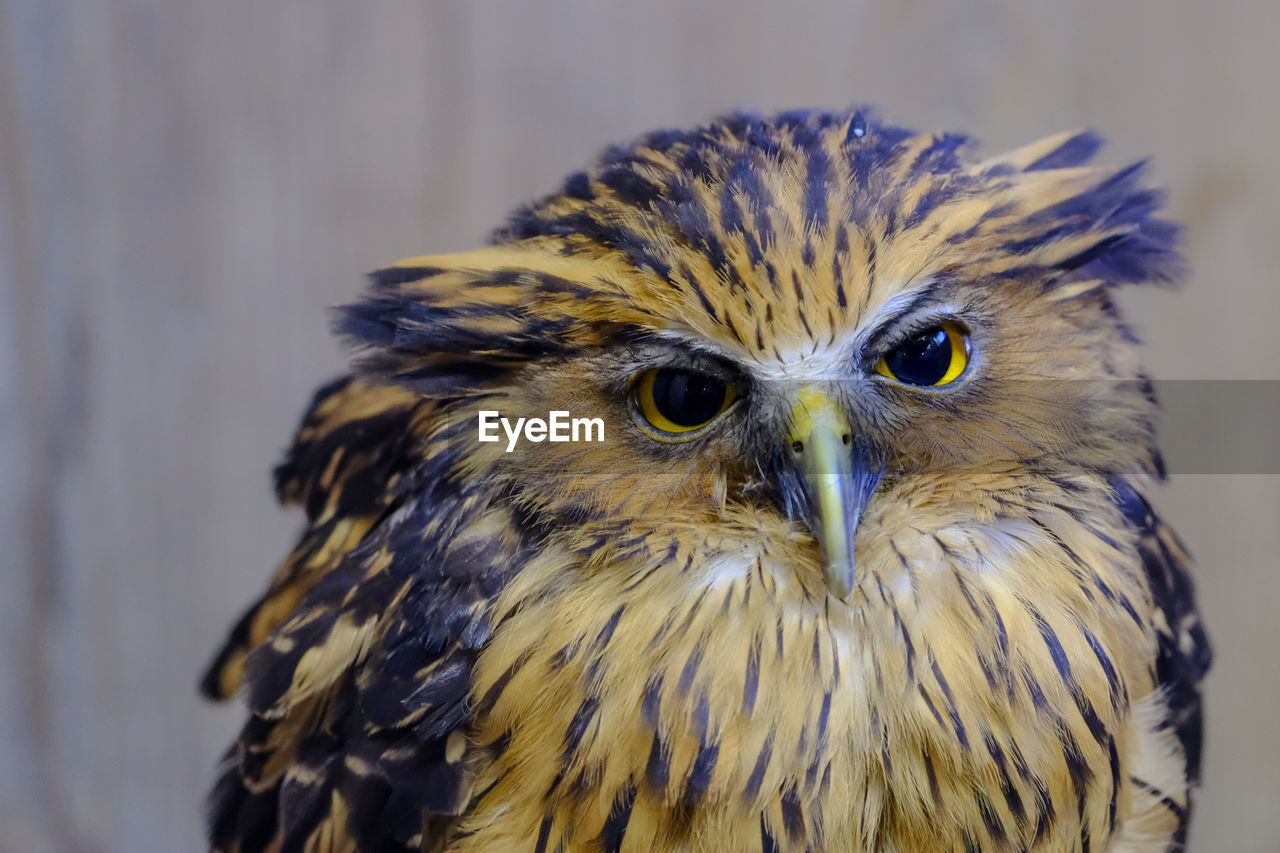 CLOSE-UP PORTRAIT OF EAGLE