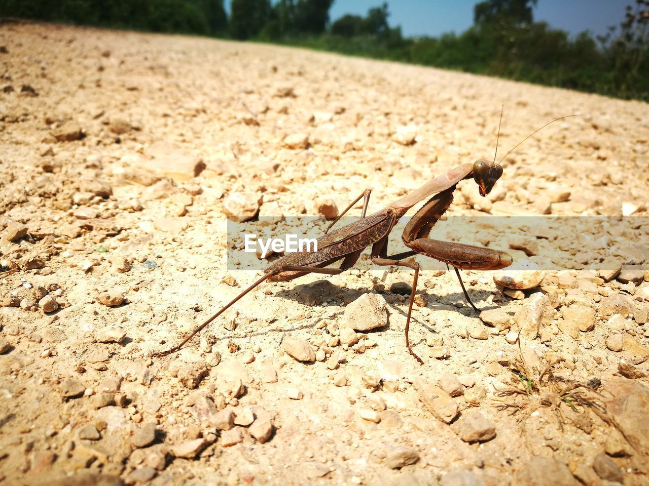 CLOSE-UP OF A LIZARD ON LAND