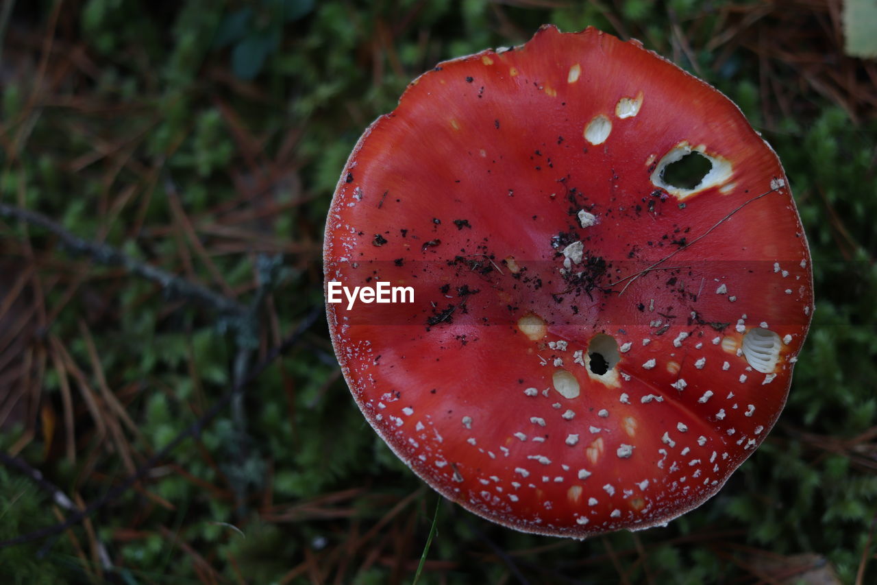 Close-up of fly agaric mushroom on field