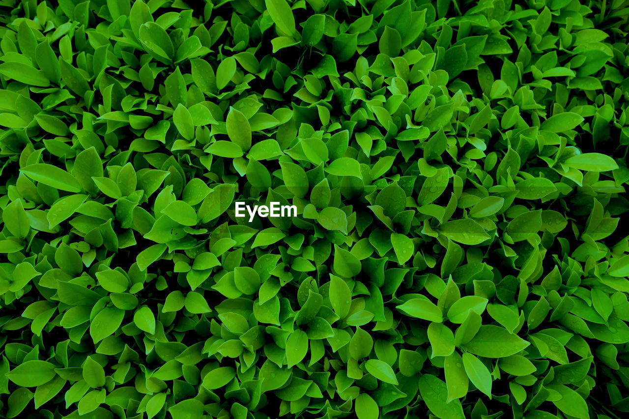 Full frame shot of green leaves