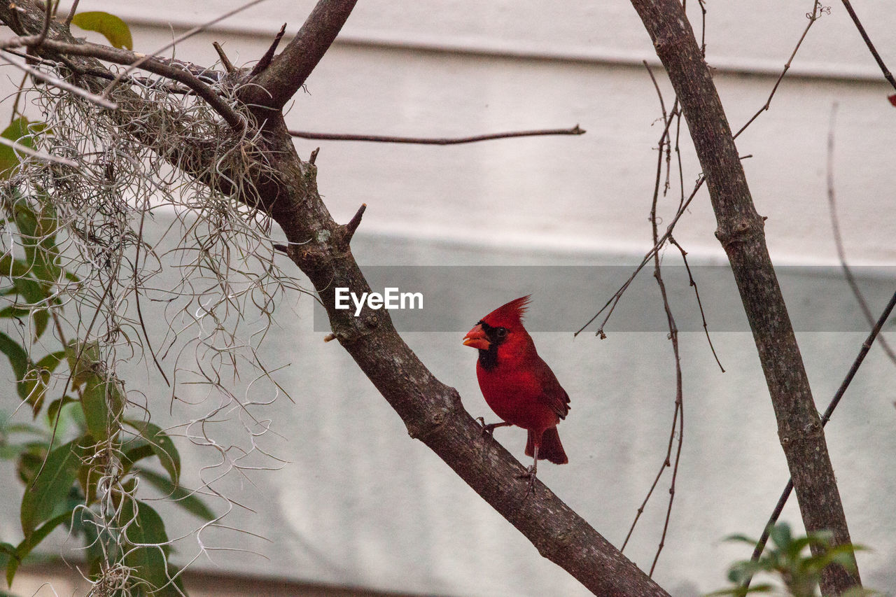 CLOSE-UP OF BIRDS PERCHING ON TREE