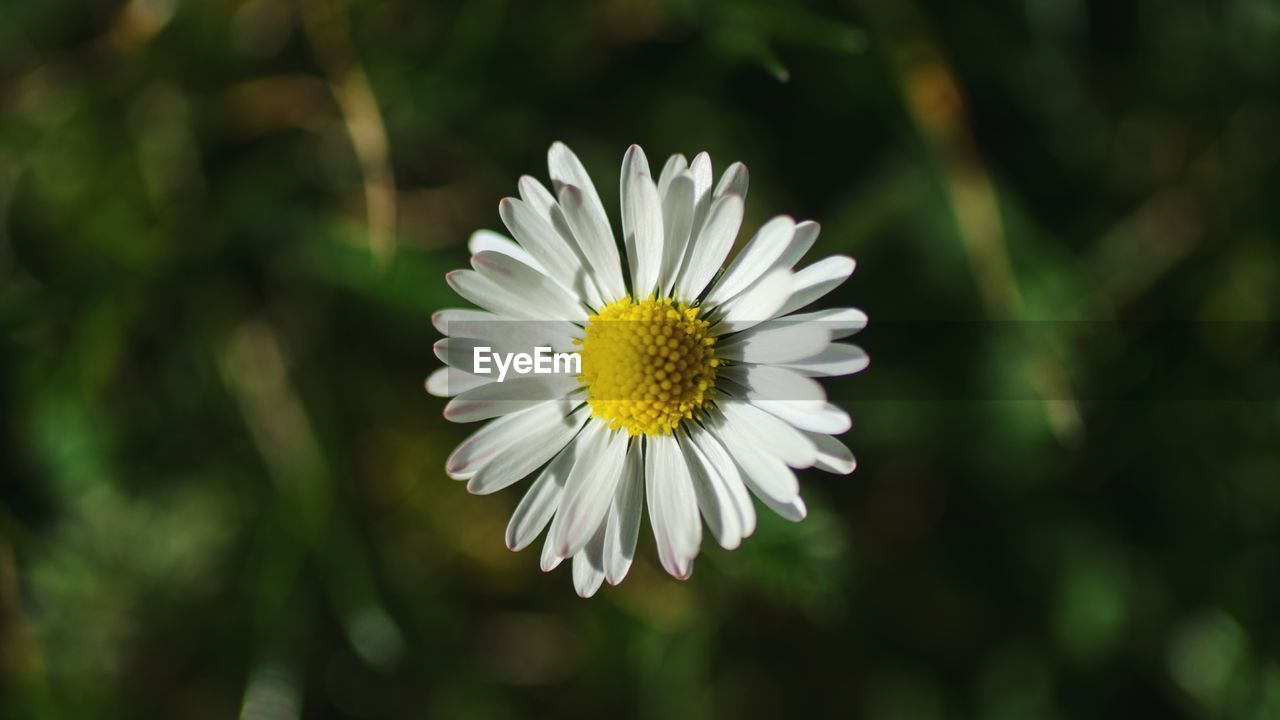 Close-up of daisy blooming outdoors