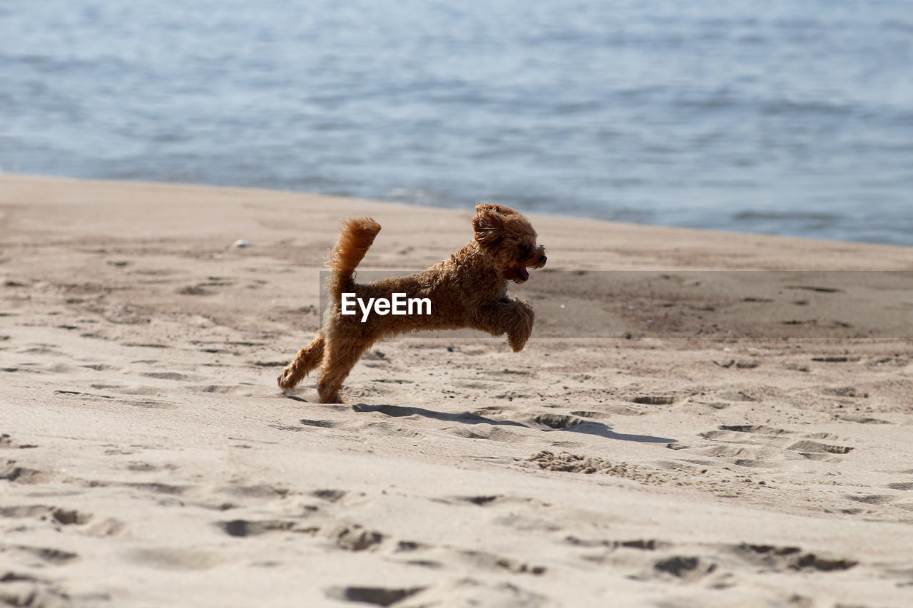 VIEW OF DOG ON BEACH