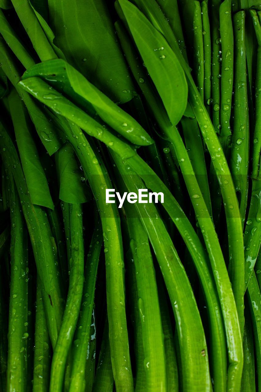 FULL FRAME SHOT OF FRESH GREEN VEGETABLES