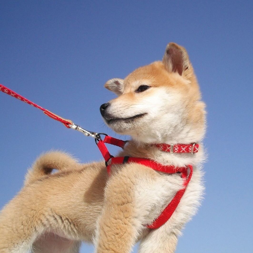 LOW ANGLE VIEW OF DOG