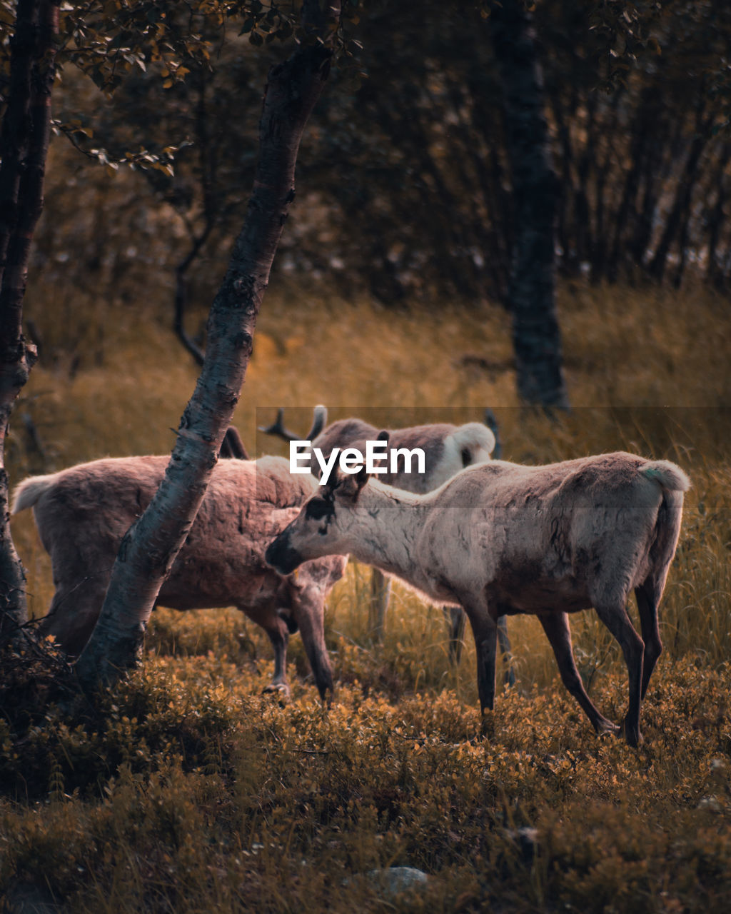 Close up shot of reindeers in northern norway