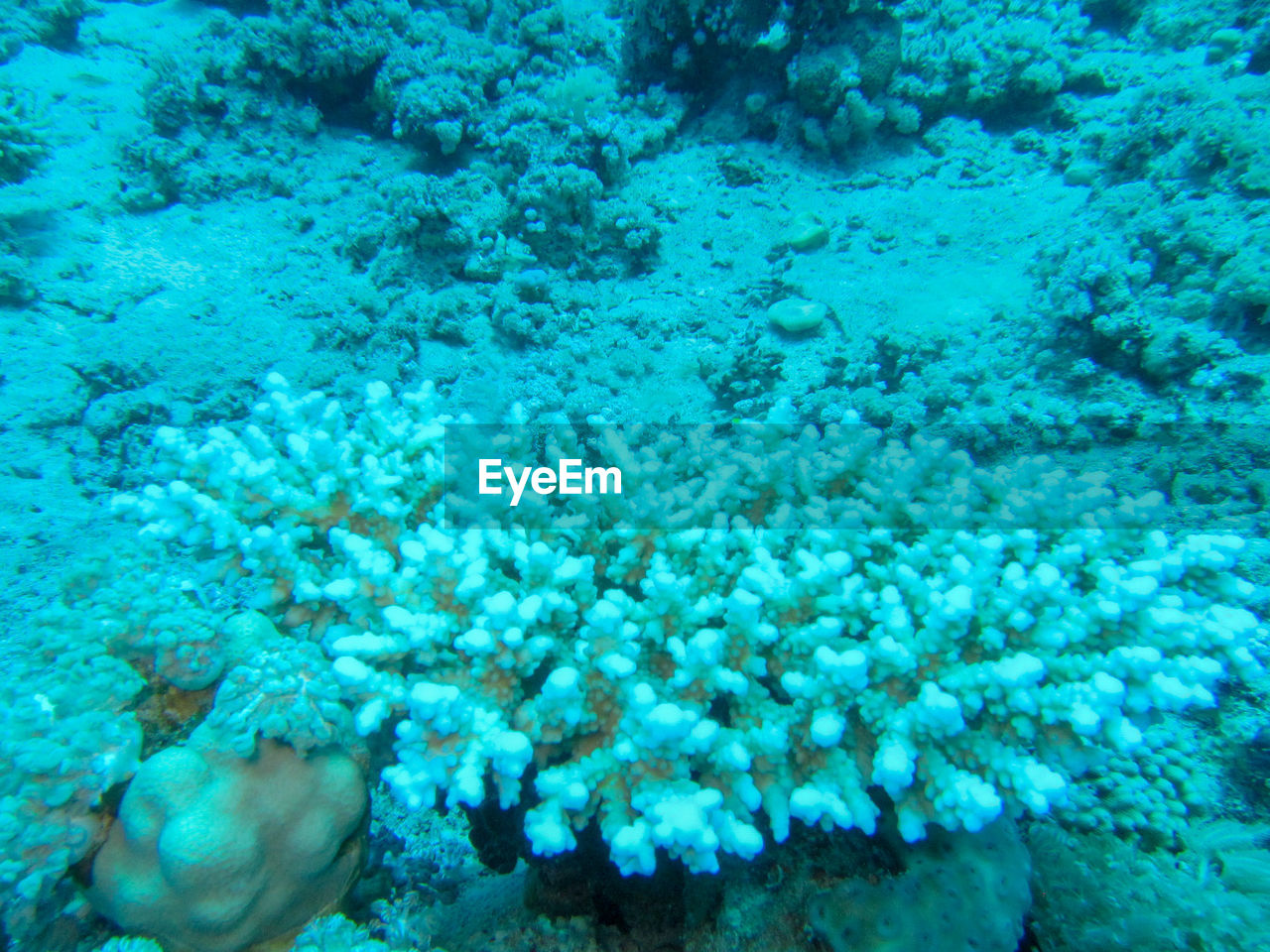 UNDERWATER VIEW OF FISH SWIMMING