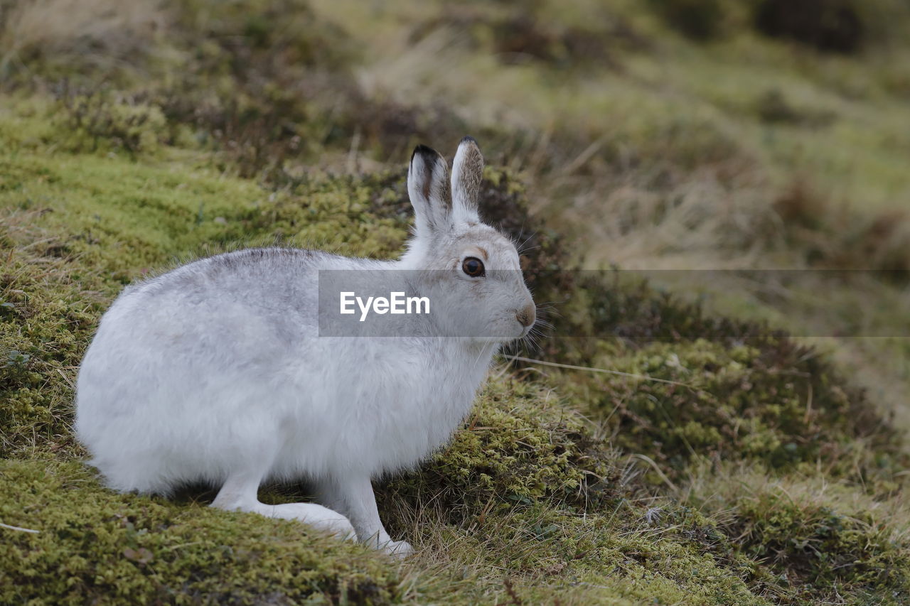 Close-up of mountain hare on grass