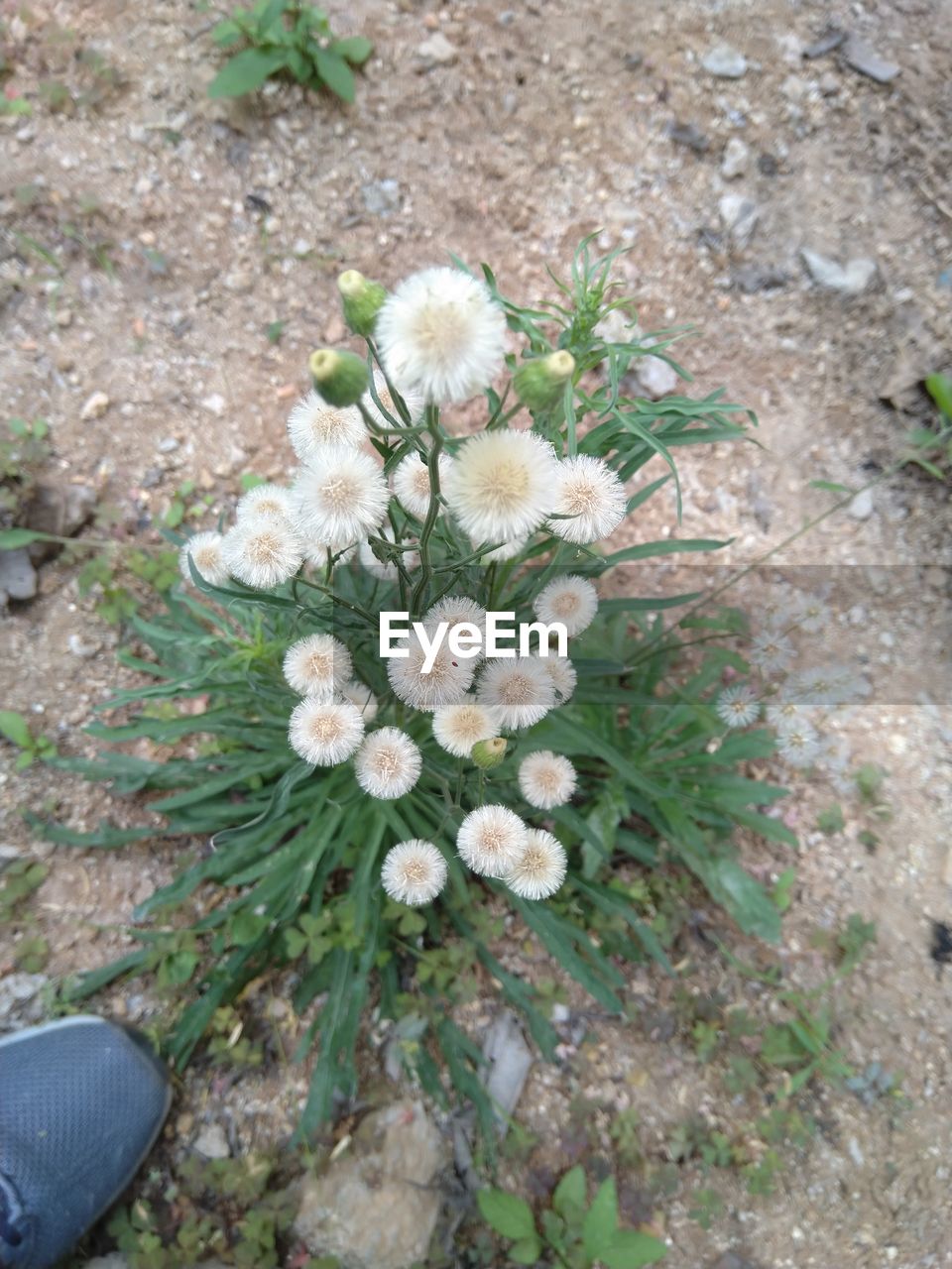 plant, high angle view, nature, flower, flowering plant, day, growth, land, beauty in nature, field, freshness, outdoors, fragility, directly above, low section, wildflower, no people, close-up, green, grass, personal perspective, white, flower head