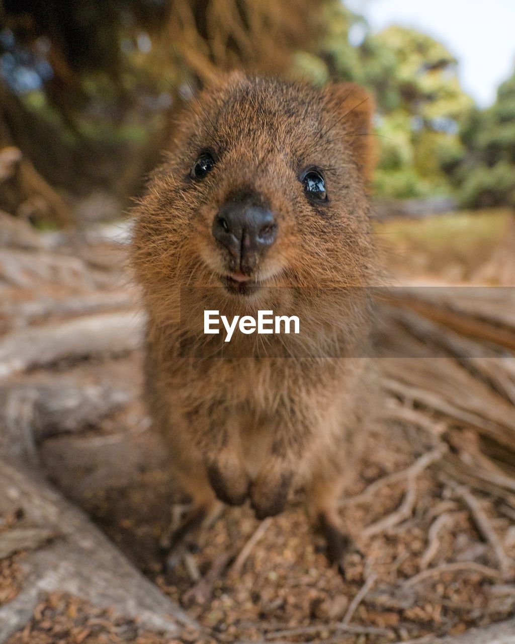 CLOSE-UP PORTRAIT OF A YOUNG ANIMAL