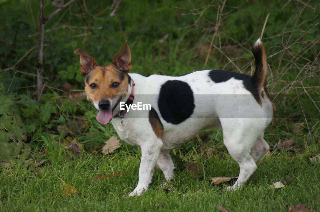 PORTRAIT OF DOG STANDING ON GRASS