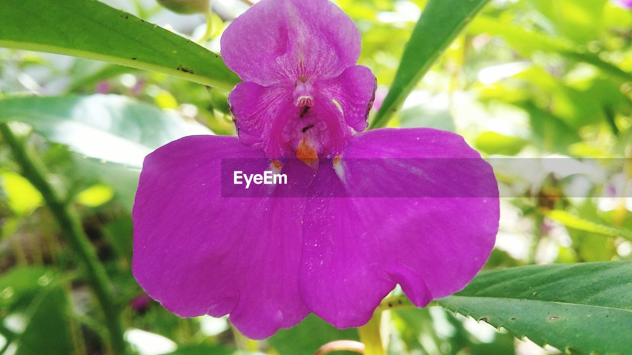 Close-up of pink flower