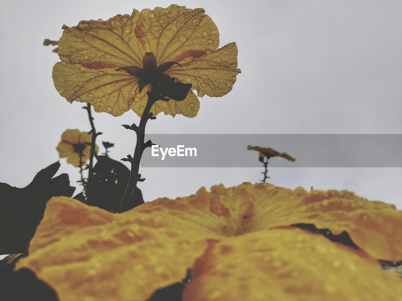 CLOSE-UP OF FLOWERS AGAINST SKY