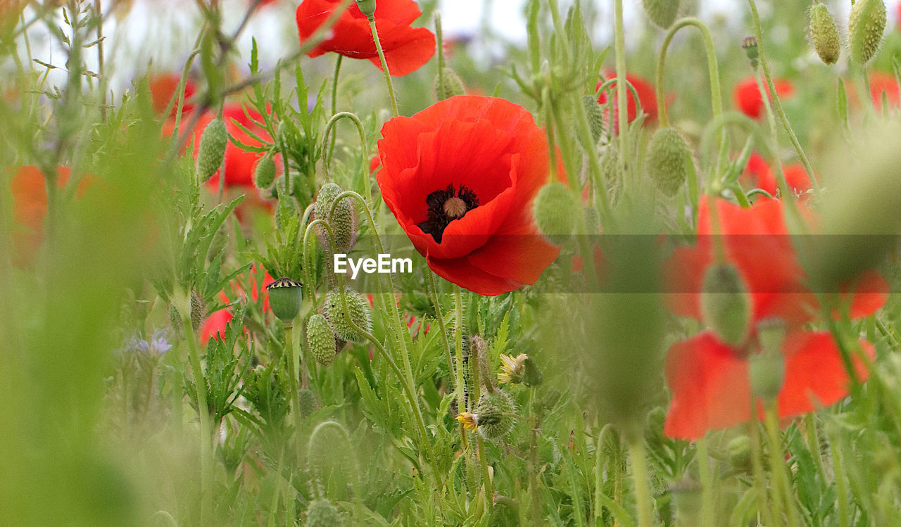 CLOSE-UP OF POPPY FLOWERS ON FIELD