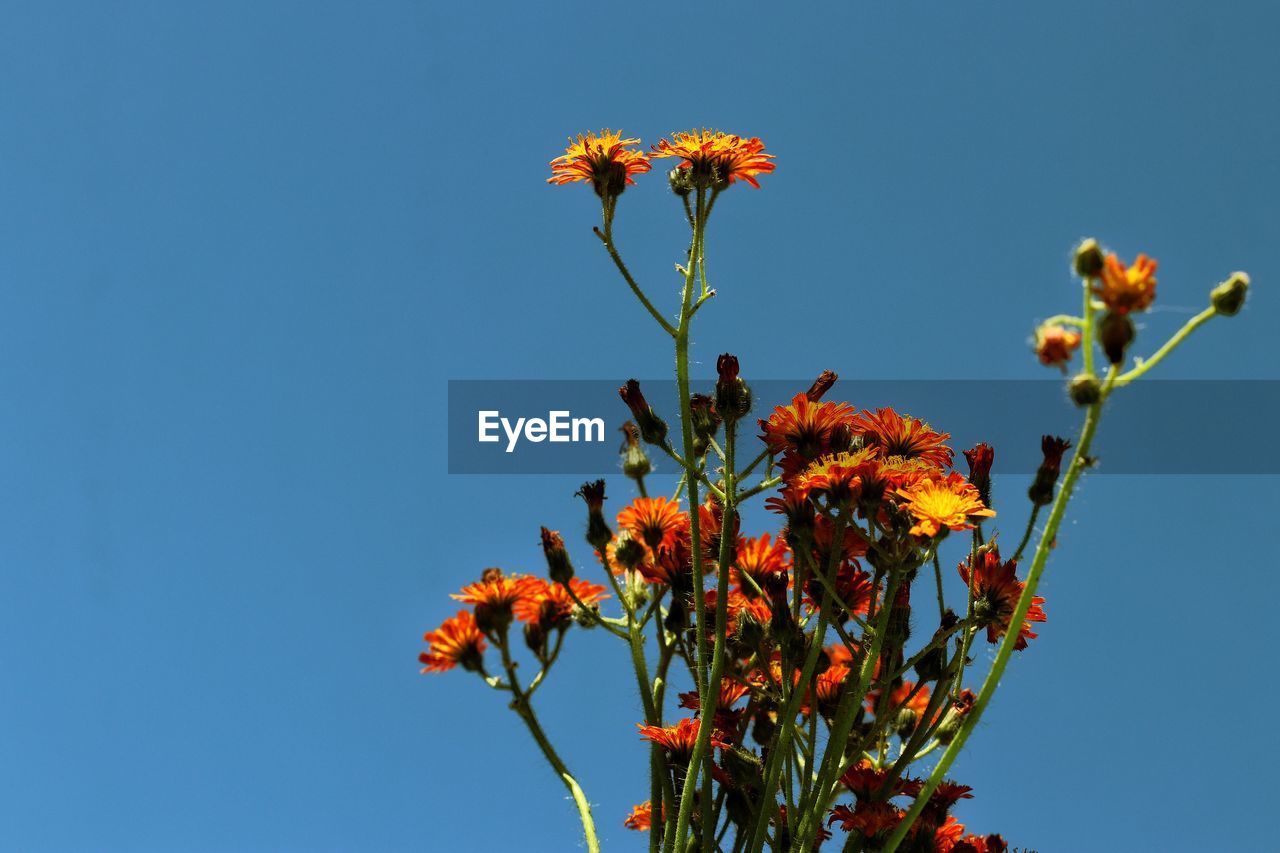 Low angle view of flowering plant against clear blue sky