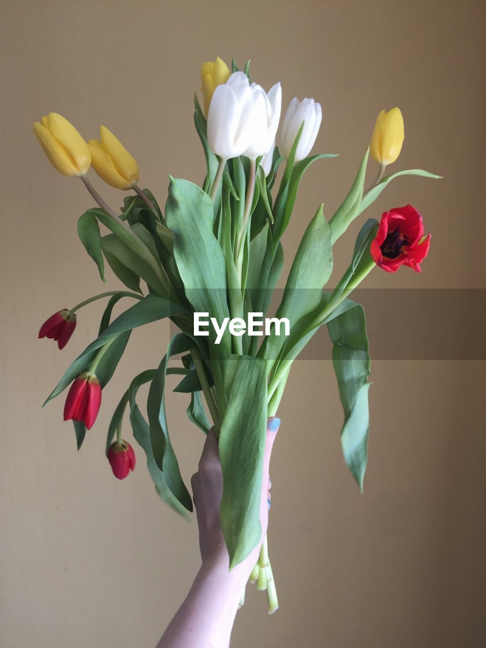 Cropped hand of woman holding flowers against wall