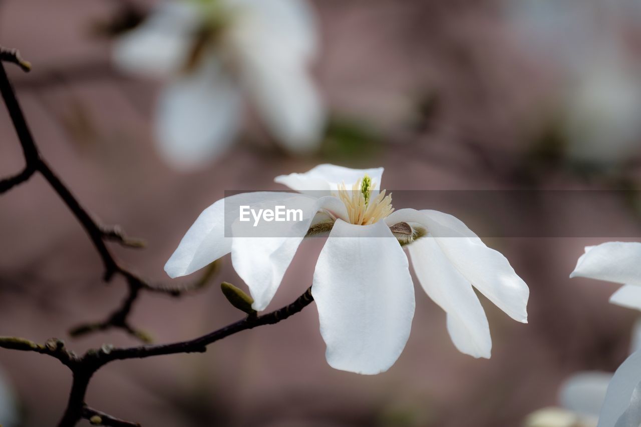 Close-up of white cherry blossoms