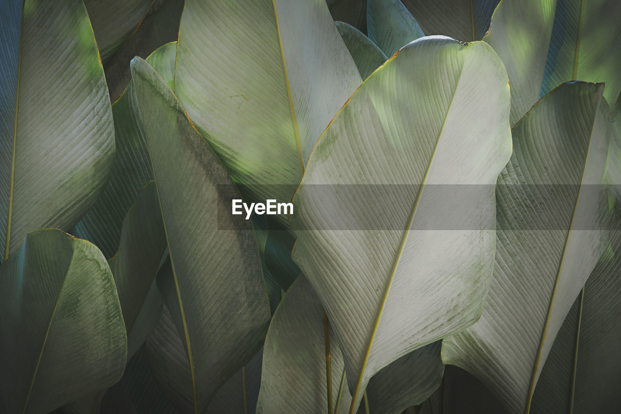 Natural pattern background of calathea lutea, cigar plant foliage