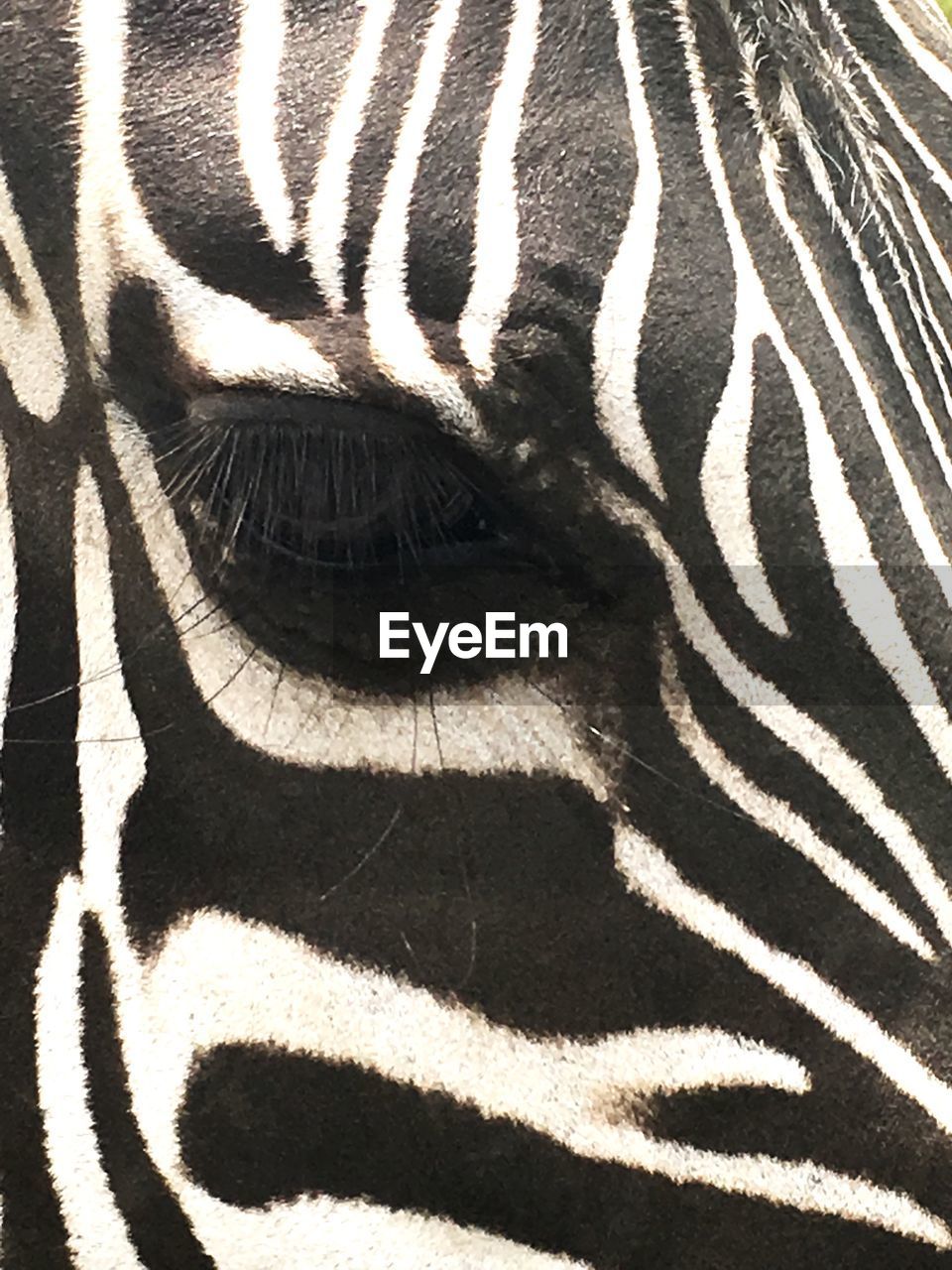 CLOSE-UP OF SHADOW OF ZEBRA ON LEAF