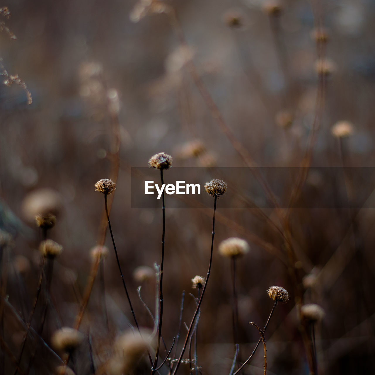 Close-up of winter flowering plant on field