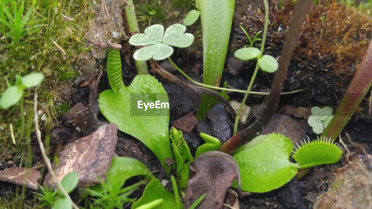 CLOSE-UP OF PLANTS