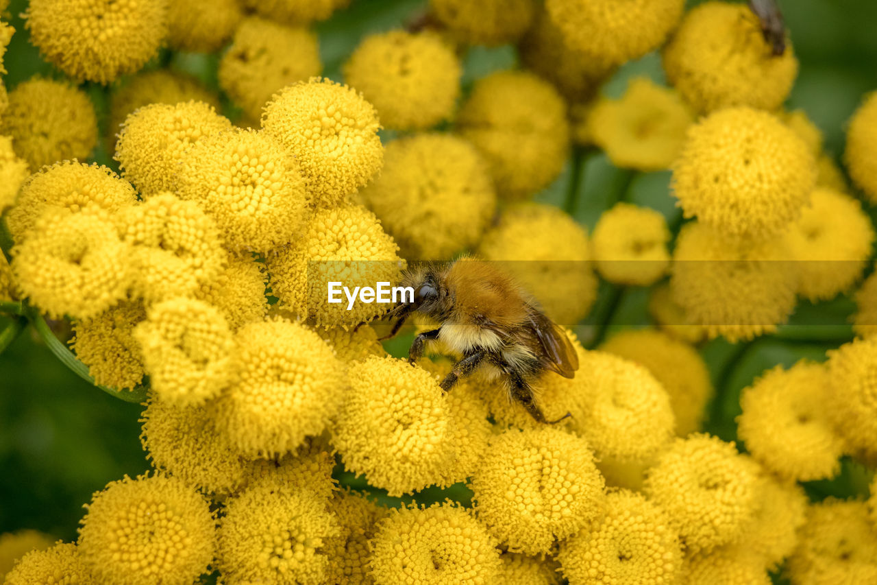 CLOSE-UP OF HONEY BEE POLLINATING ON YELLOW FLOWER