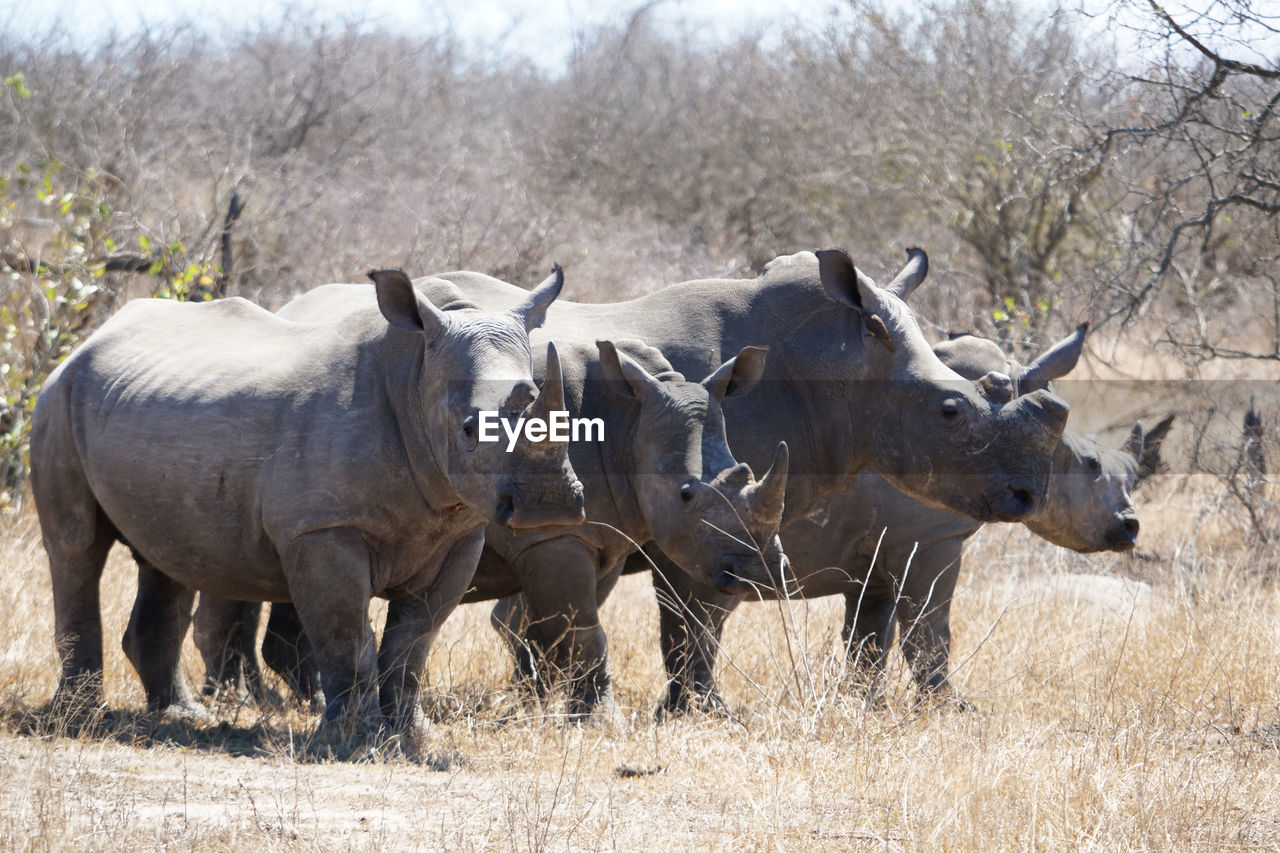 Rare rhinos standing together in the wild