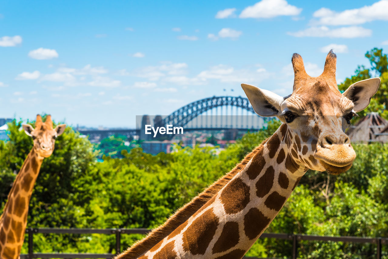 PORTRAIT OF GIRAFFE AGAINST TREES