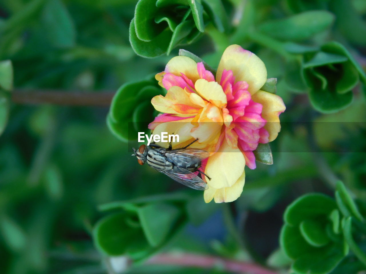 BEE ON FLOWER