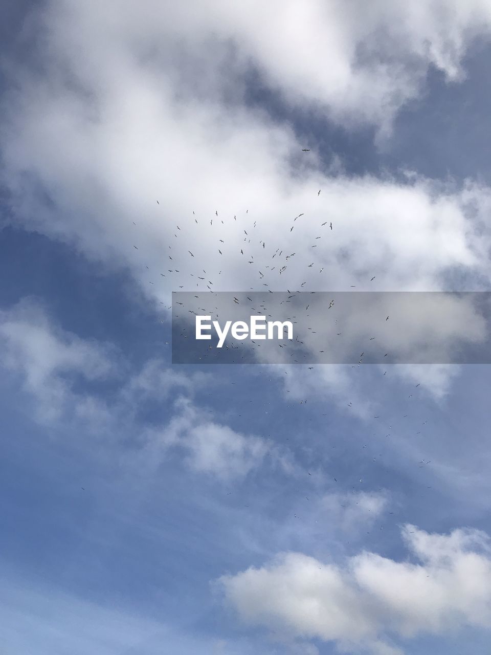 LOW ANGLE VIEW OF BIRDS FLYING