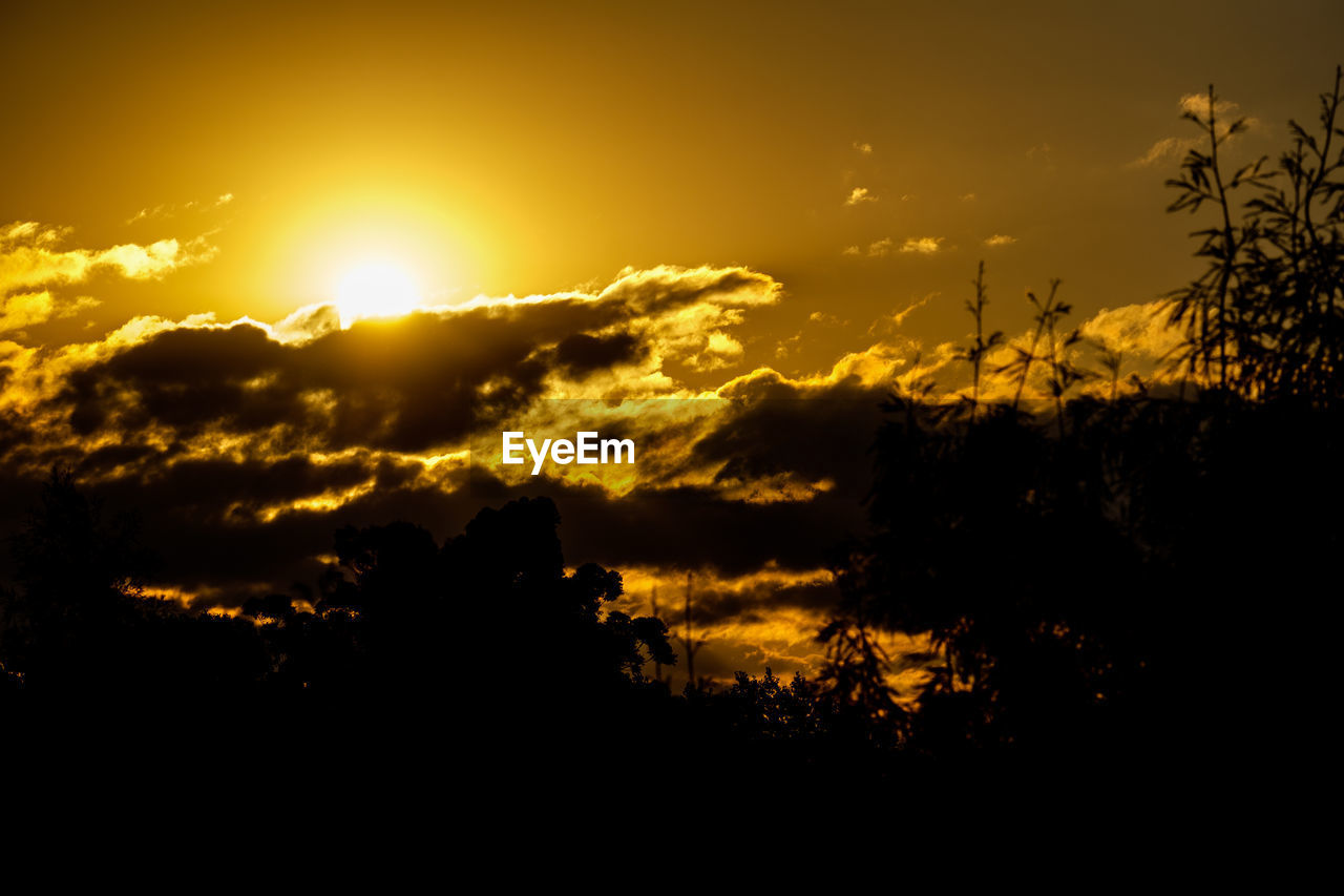 Silhouette trees against sky during sunset