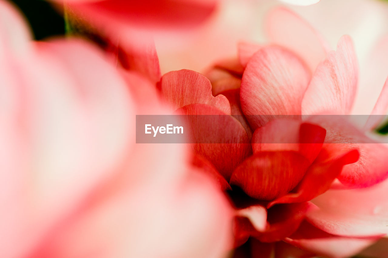 pink, red, flower, plant, flowering plant, beauty in nature, freshness, close-up, macro photography, petal, selective focus, blossom, nature, fragility, flower head, no people, inflorescence, growth, rose, outdoors, extreme close-up, springtime, macro