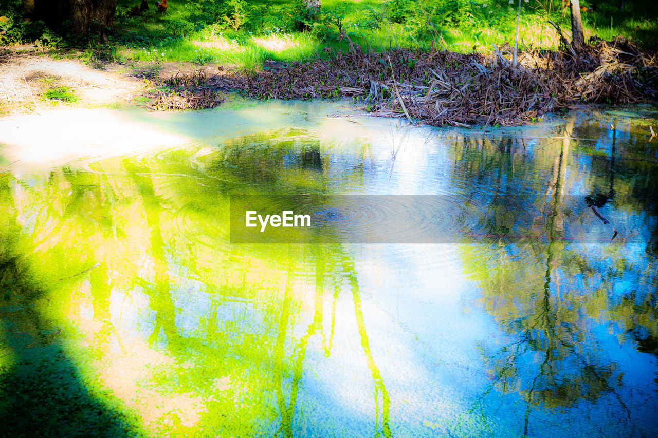 REFLECTION OF TREES ON LAKE