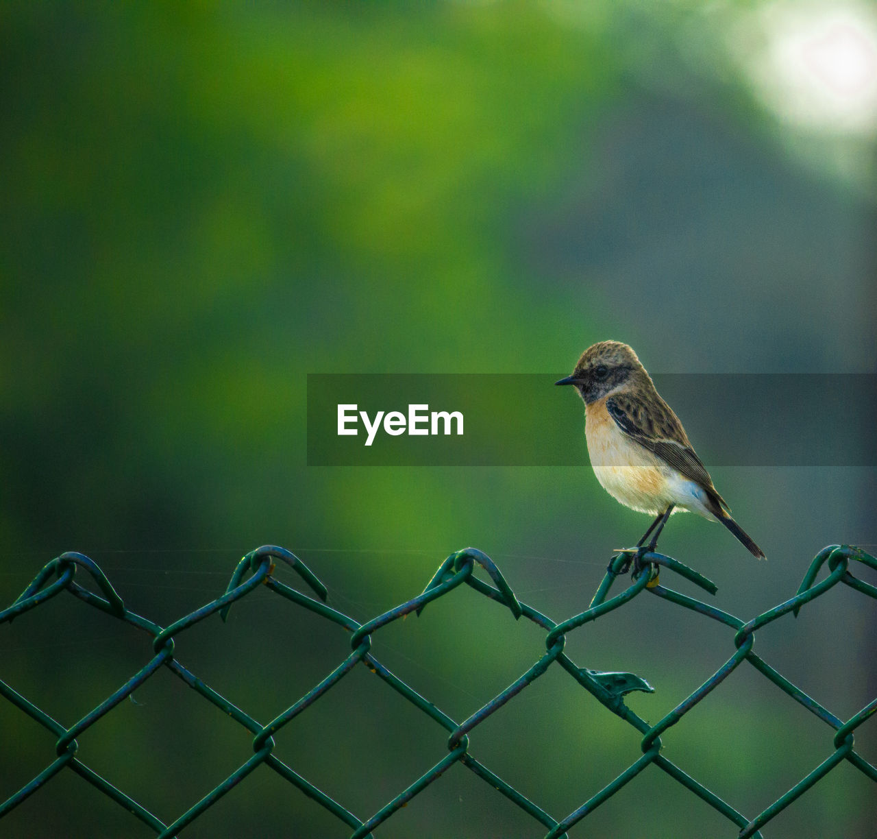 CLOSE-UP OF BIRD PERCHING ON FENCE AGAINST BLURRED BACKGROUND