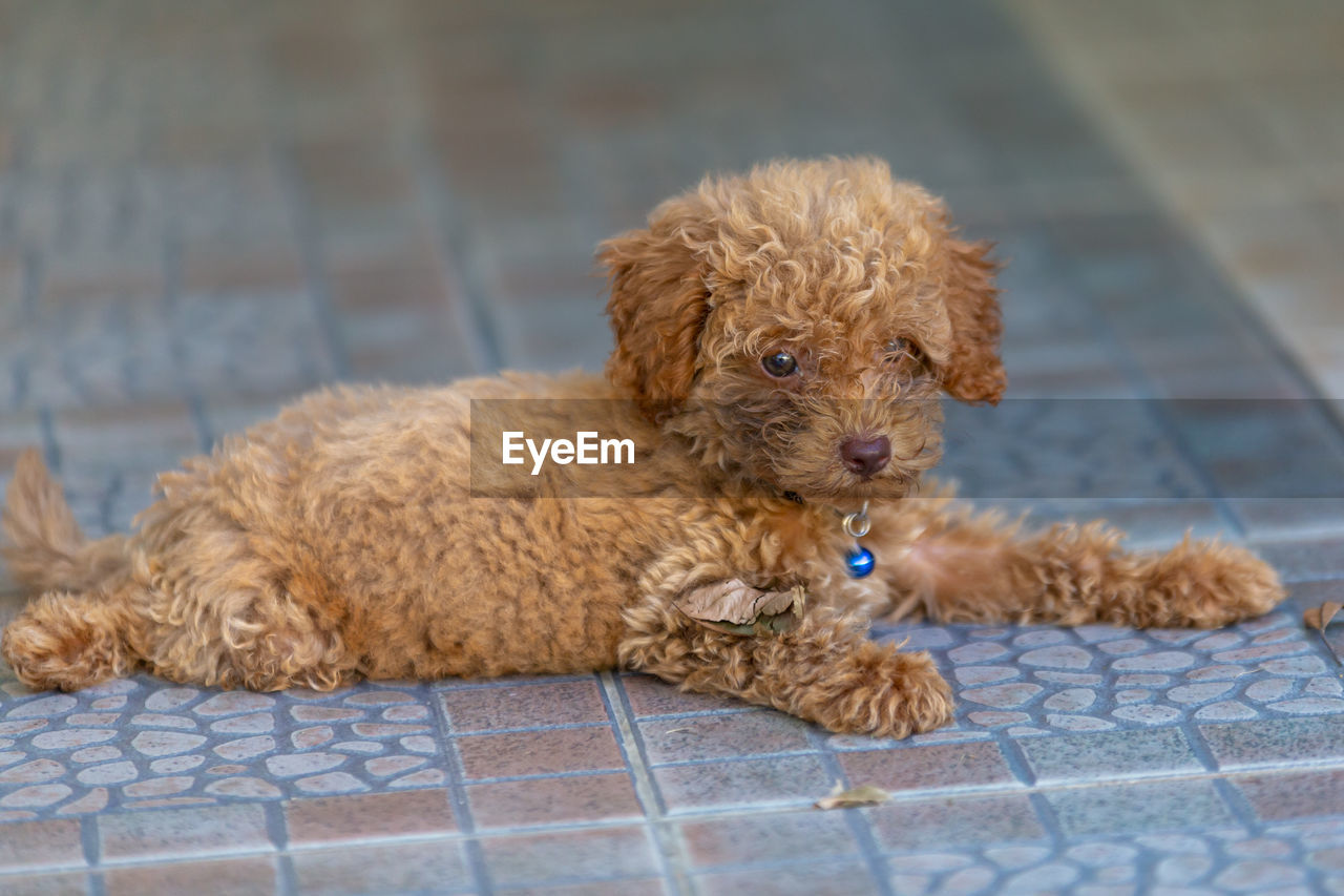 PORTRAIT OF A DOG SITTING ON FLOOR