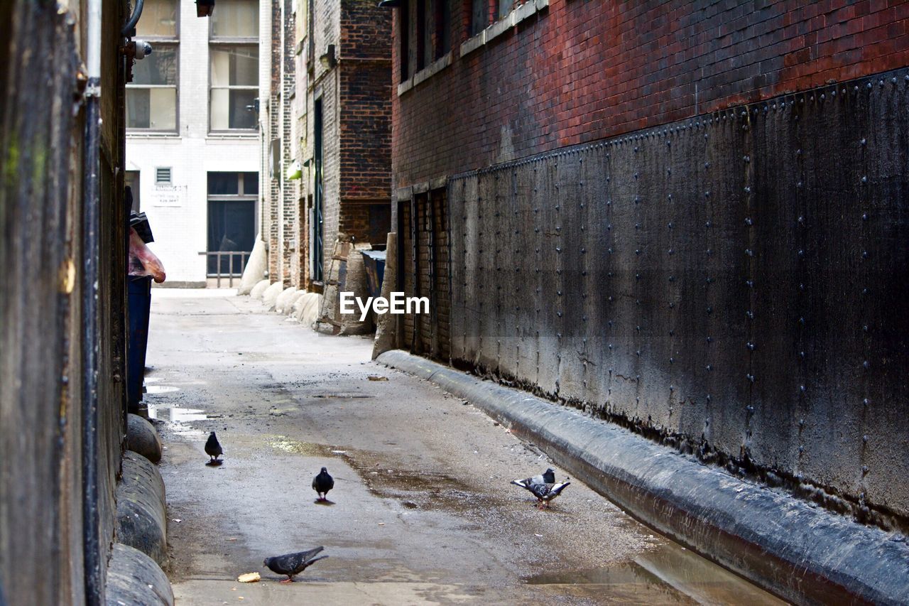 Pigeons on street amidst buildings