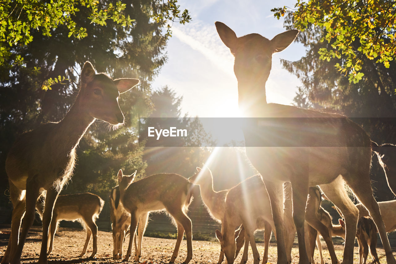 VIEW OF HORSE ON FIELD AGAINST SUNLIGHT