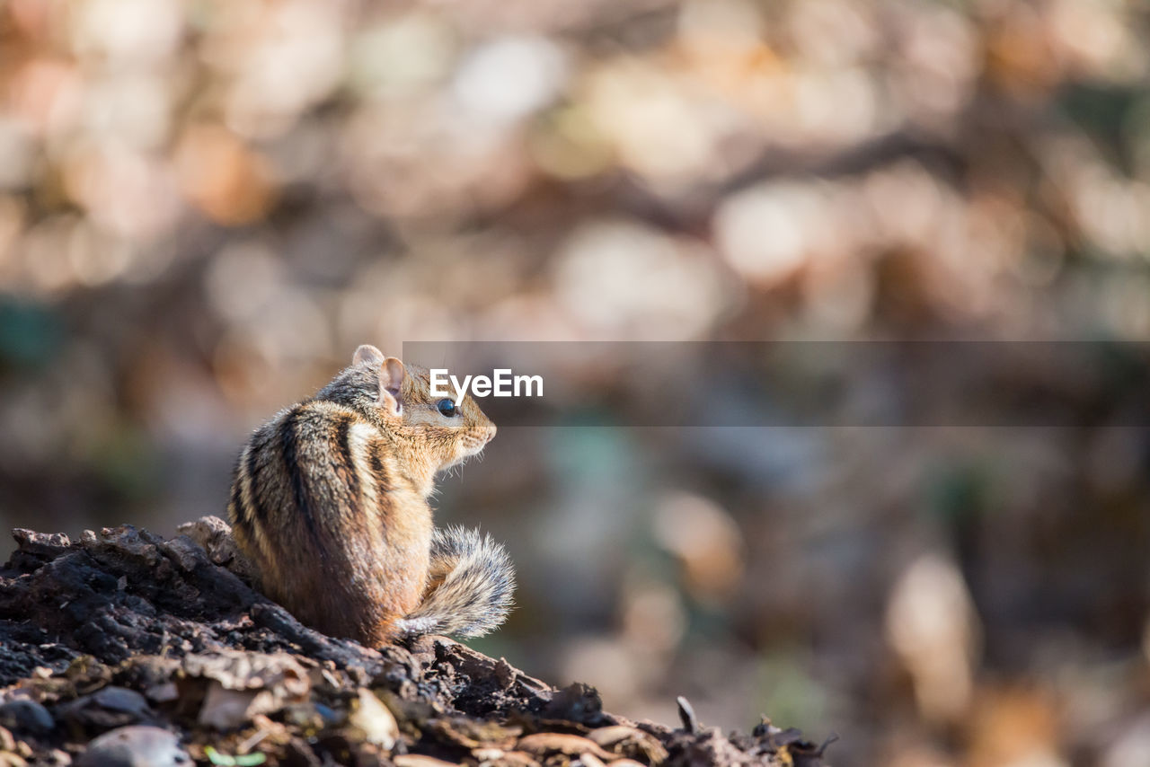 animal, animal themes, animal wildlife, one animal, wildlife, nature, squirrel, rodent, mammal, no people, chipmunk, rock, close-up, land, outdoors, portrait, focus on foreground, full length, day, sitting, selective focus, tree, eating, cute, side view, environment, forest, brown