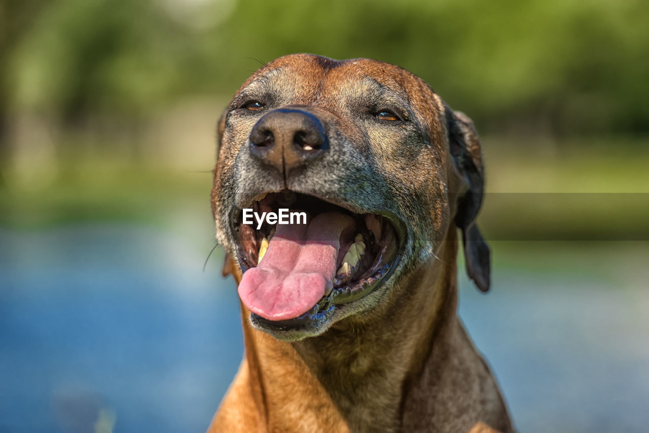 CLOSE-UP OF DOG LOOKING AT CAMERA