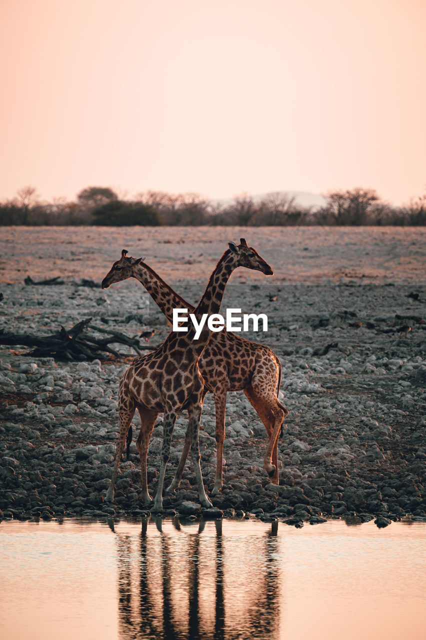 Two giraffes at a watering hole while drinking in ethosha national park, namibia during sunset