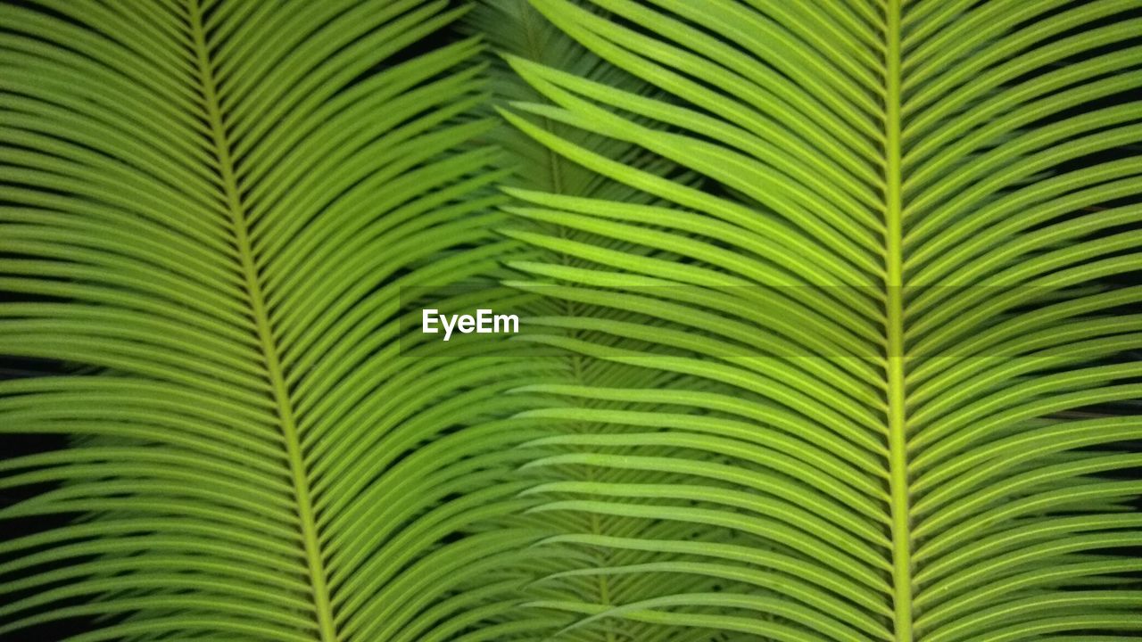 Close-up of palm leaves