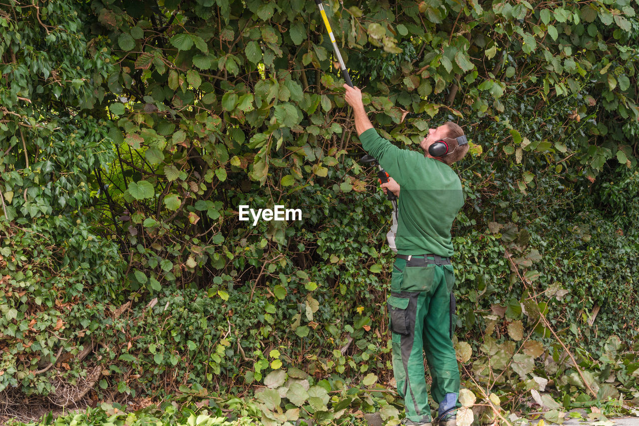 Gardener trimming hedges at park