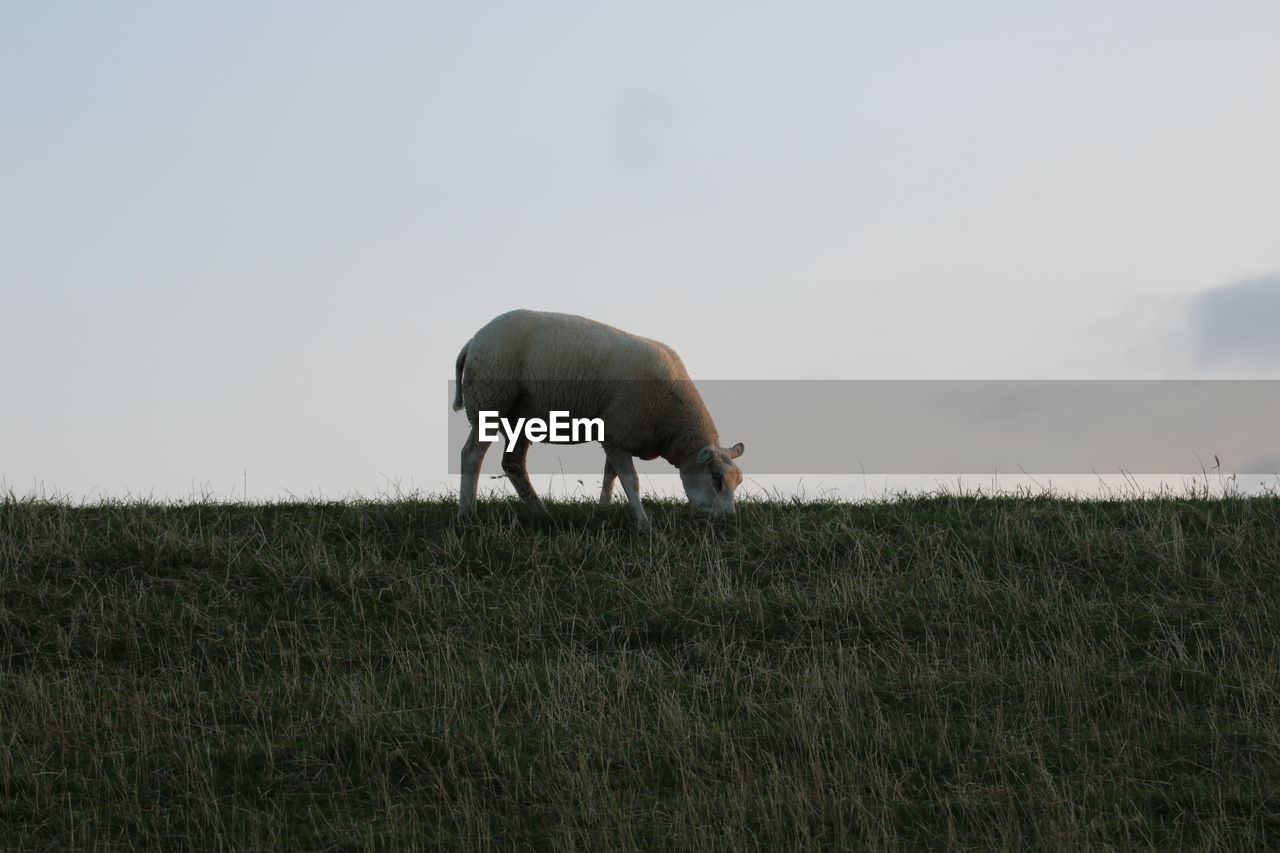 SHEEP GRAZING IN FIELD