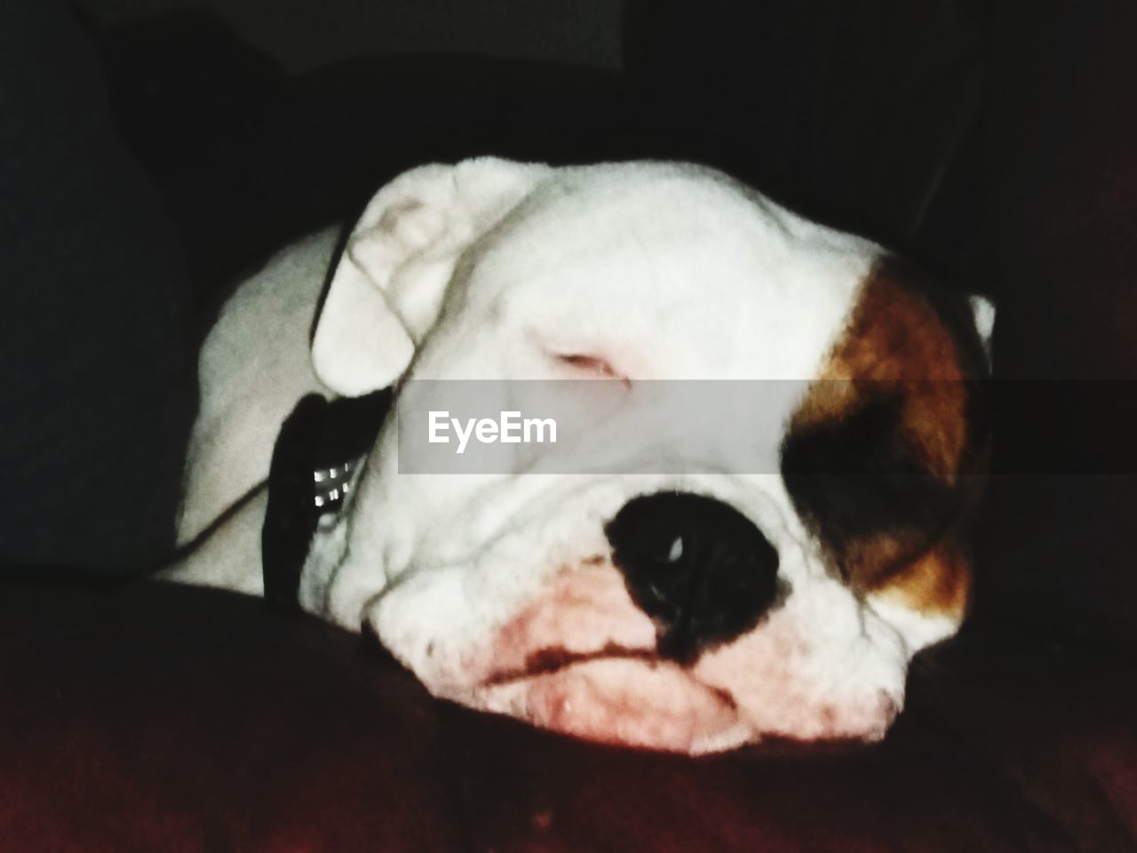 CLOSE-UP OF A DOG SLEEPING