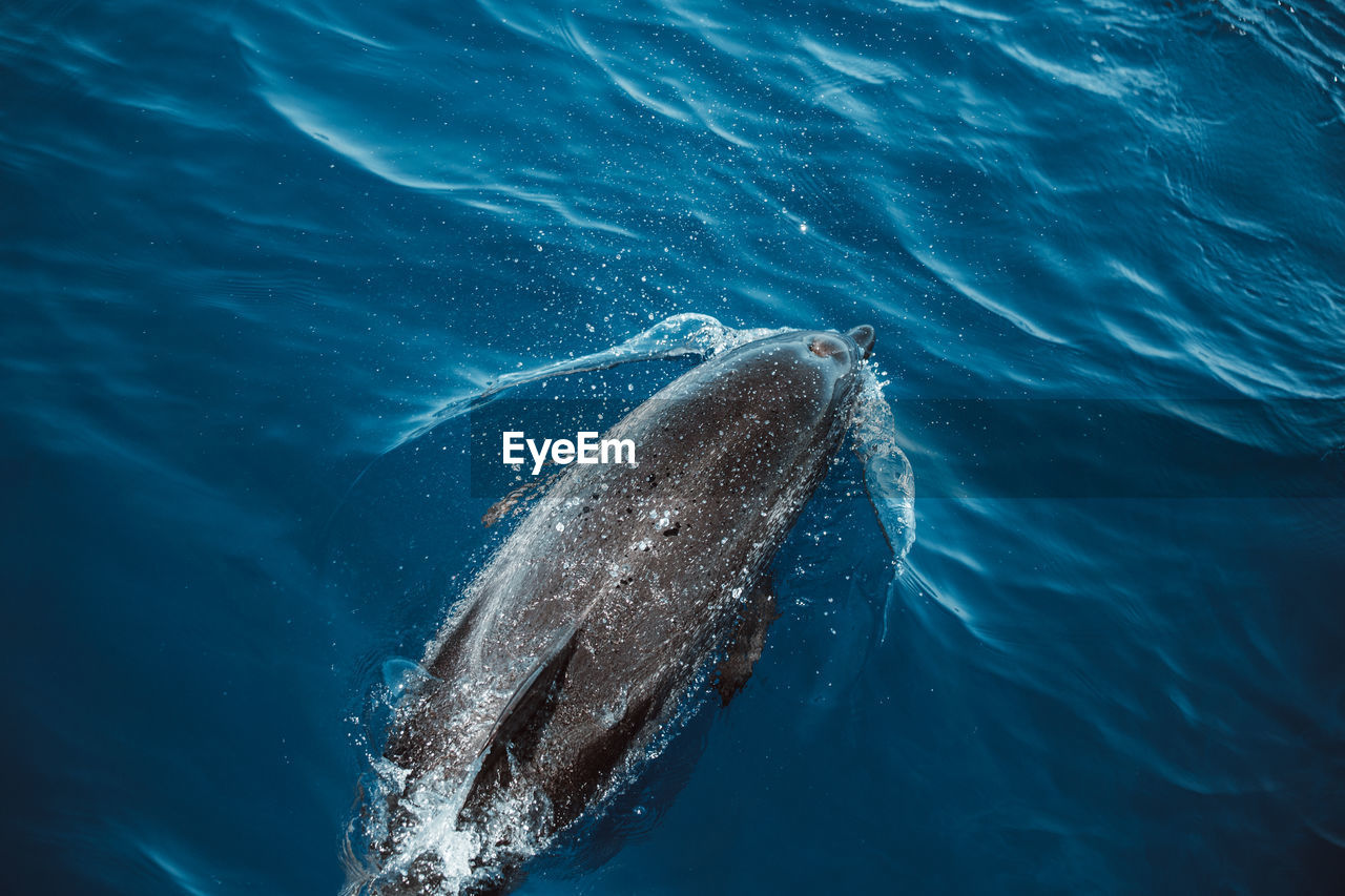 Spotted dolphins, stenella frontalis, in crystal clear madeira island waters