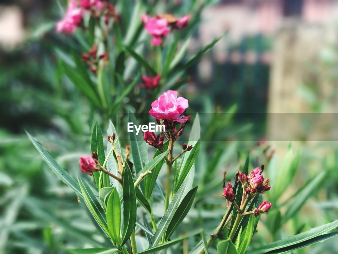 CLOSE-UP OF PINK RED FLOWERS BLOOMING OUTDOORS